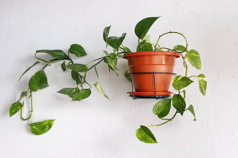 RHB Assets From IGX: Indoor pothos plant in a stylish pot on a wooden surface.