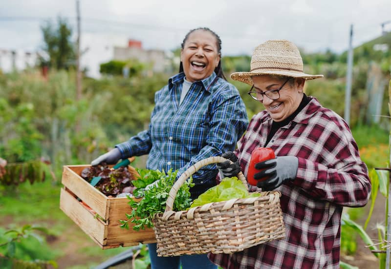 Female farmer friends picking up fresh organic vegetables.