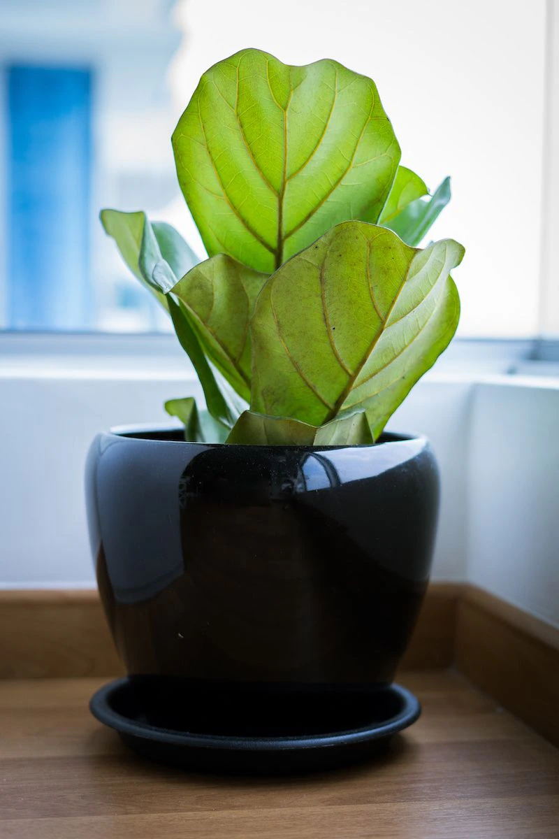 Fiddle leaf fig