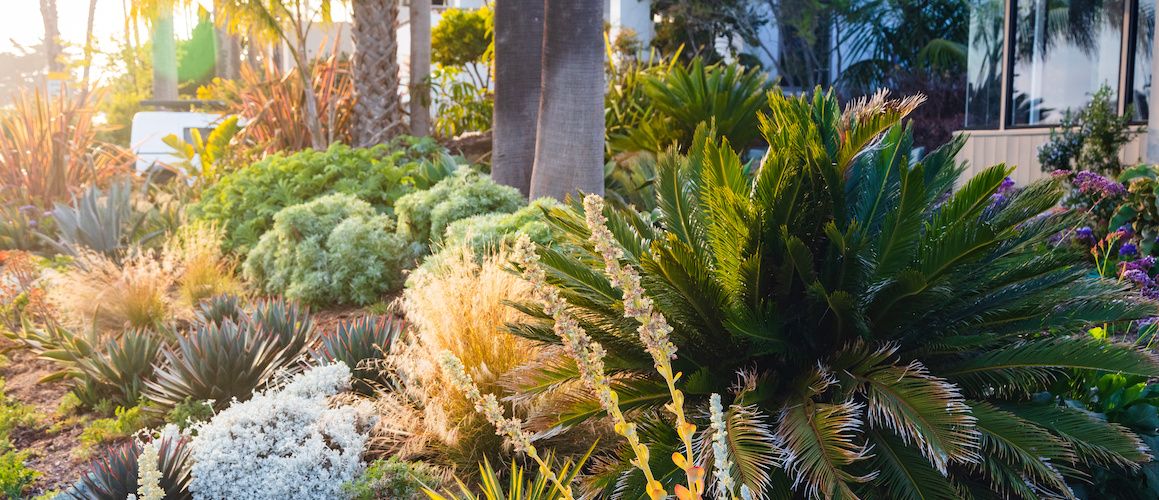 RHB Assets From IGX: Drought-tolerant plants in a xeriscaped garden