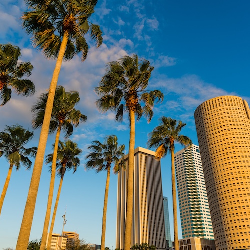 Tampa skyscrapers with palm trees.