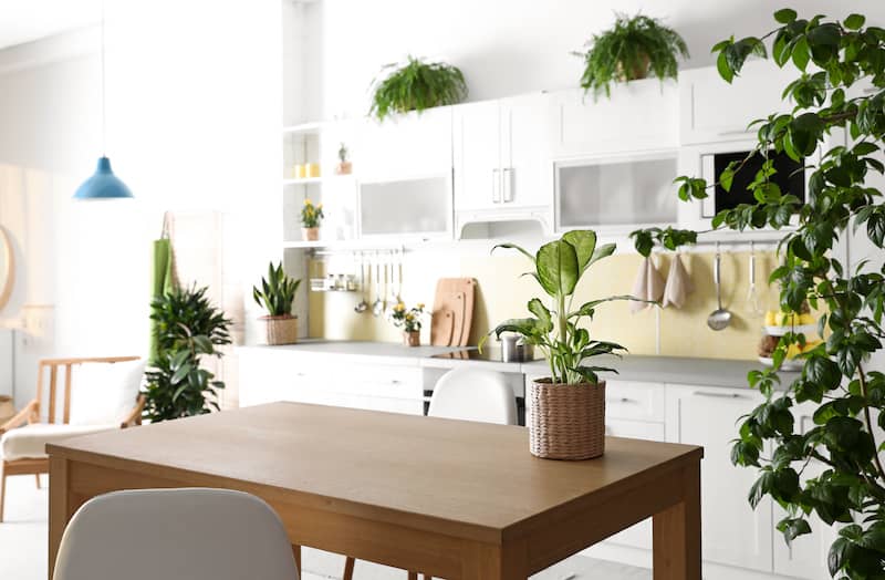 RHB Assets From IGX: A rental kitchen makeover featuring houseplants and stylish decor.