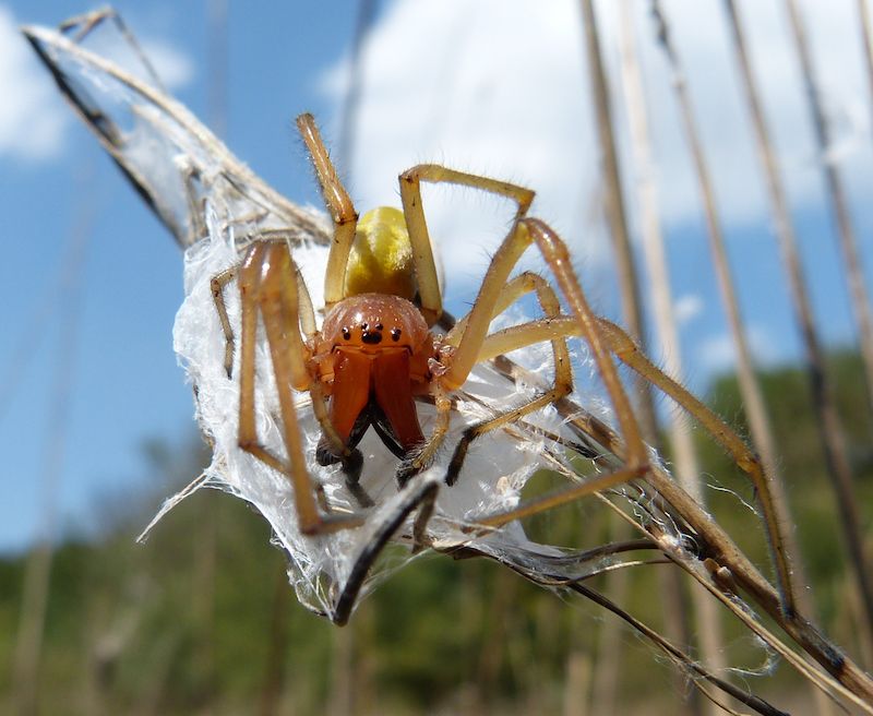 RHB Assets From IGX: Close-up of a Yellow Sac Spider on a leaf