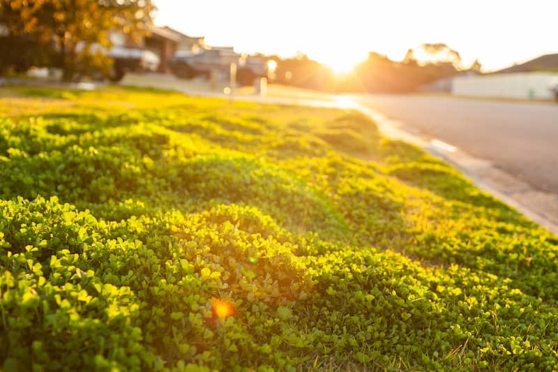 sunlight over clover weeds on front lawn