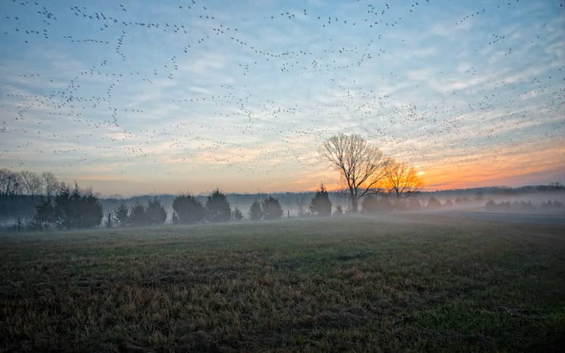 Sunrise over a grassy, foggy field near Jonesboro, Arkansas.