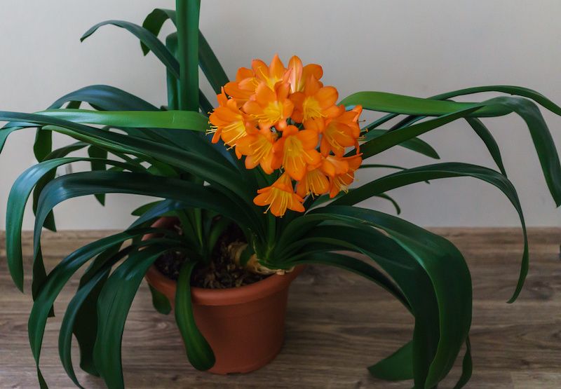 RHB Assets From IGX: Clivia plant