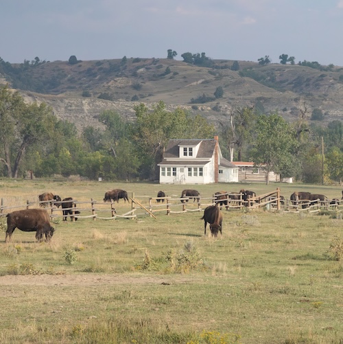 Bison grazing on plains in Medora, North Dakota, with a large, white house in the background.