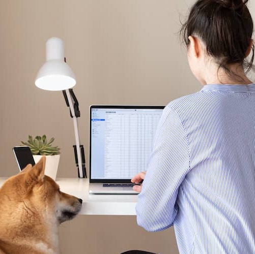 Woman working in computer while sitting next to shiba inu dog.