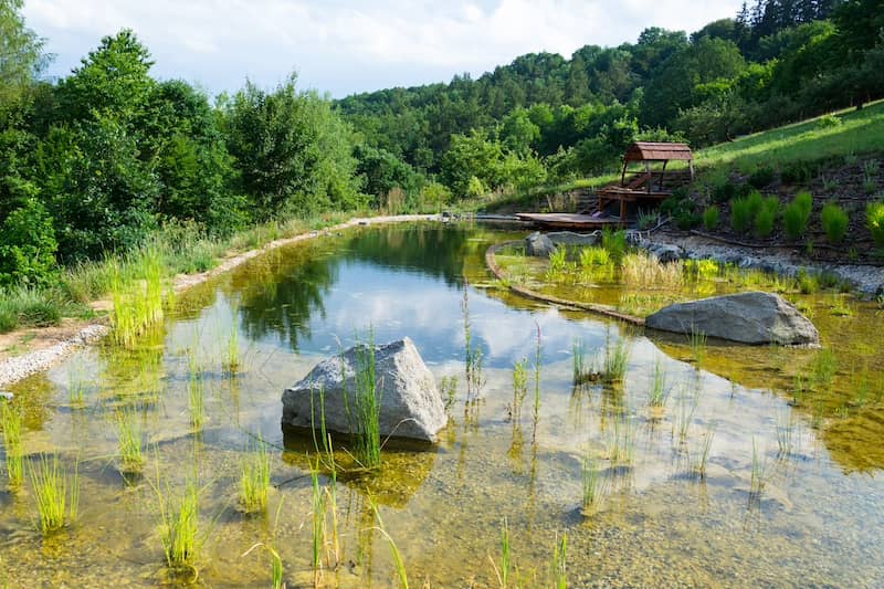 Natural swimming pool featuring meadow plants surrounded by lush trees.