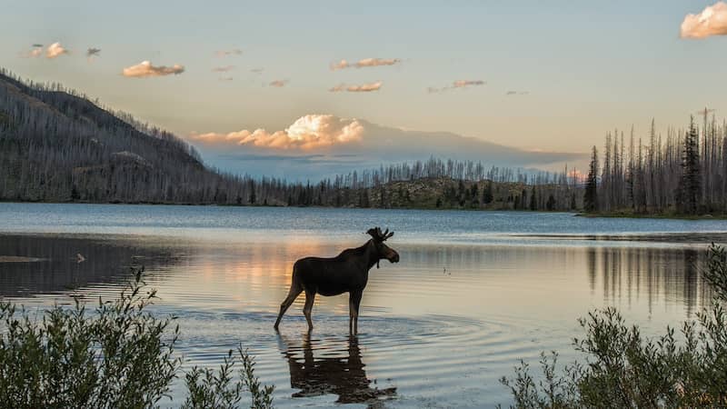 Montana mountain lake with a moose standing in the water.