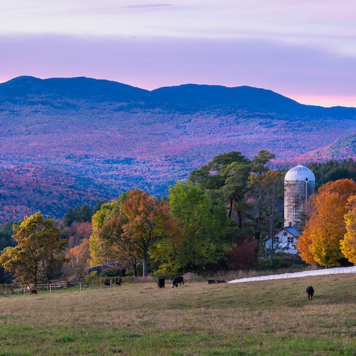 Rural farmland in sunset with cows in Montpelier, Vermont.