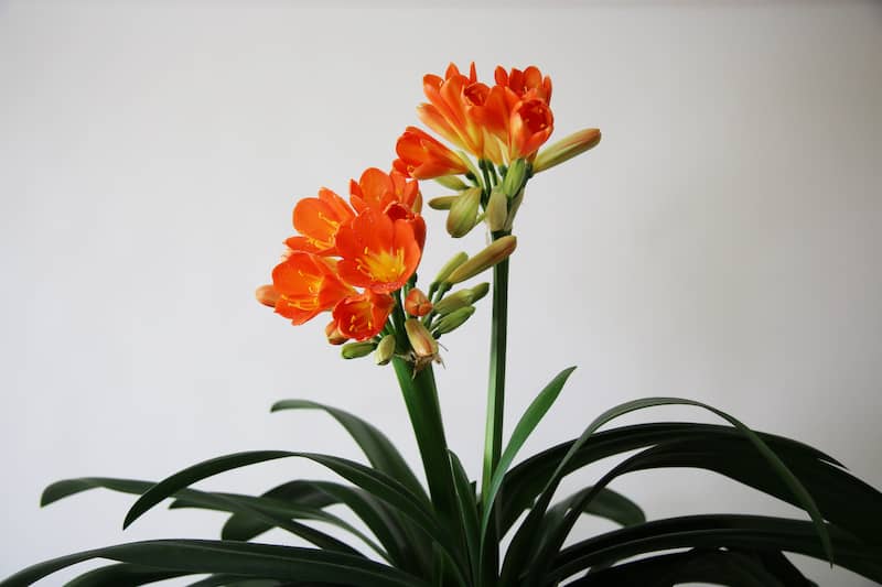 Clivia