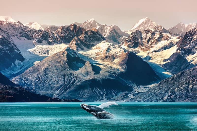 A whale breaching the water in Alaska with rocky outcroppings behind.