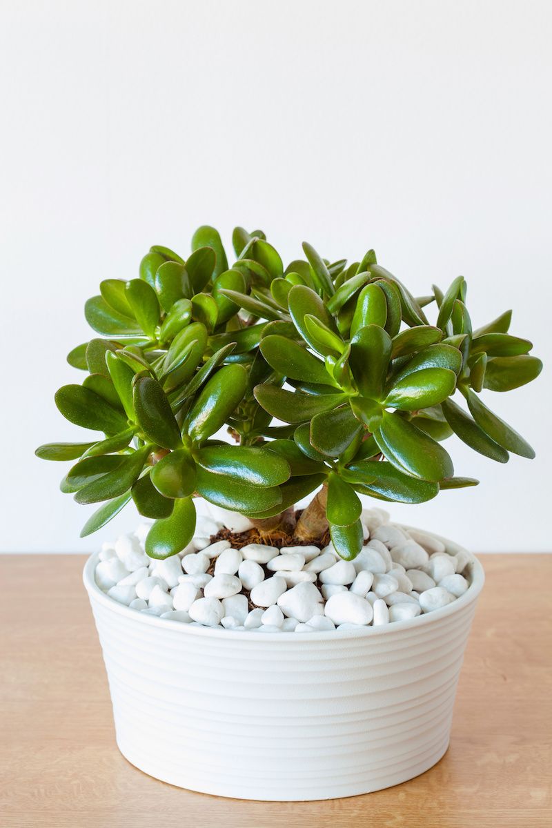 RHB Assets From IGX: Indoor jade plant in a decorative pot with a white background.