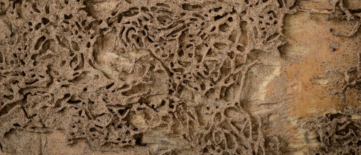 RHB Assets From IGX: Close-up of a termite nest on a wooden structure