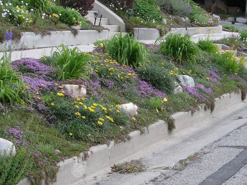 parking strip planted with water wise, drought tolerant plants, flowers and foliage