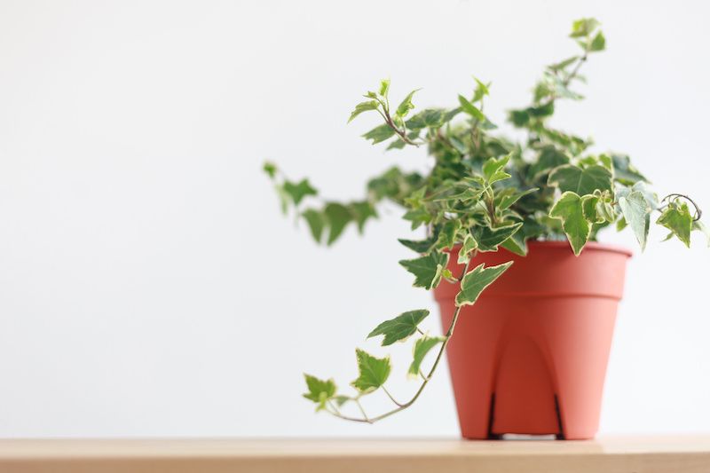 RHB Assets From IGX: Lush English ivy plant climbing on a brick wall.