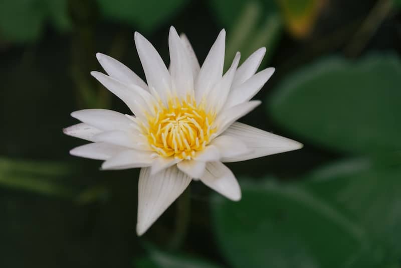 Close up of white lotus blossom floating in water.