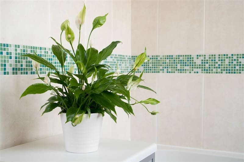 RHB Assets From IGX: Peace Lily plant in a pot