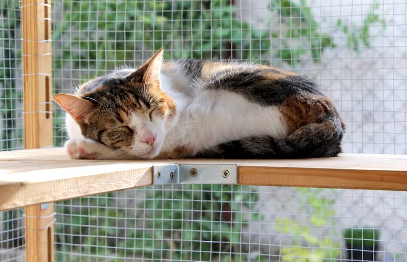 Calico cat sleeping in the sun on an upper level of a pre-built catio.