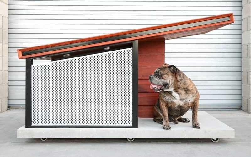 Dog near modern style dog house.