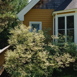 Shrubs and leafy greenery partially obscure the side of a yellow house with white trim, showing a window and sloped roof in a sunlit, residential setting.