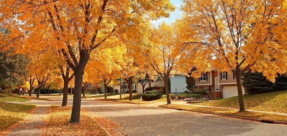 Residential street in autumn, showcasing seasonal changes in neighborhoods.