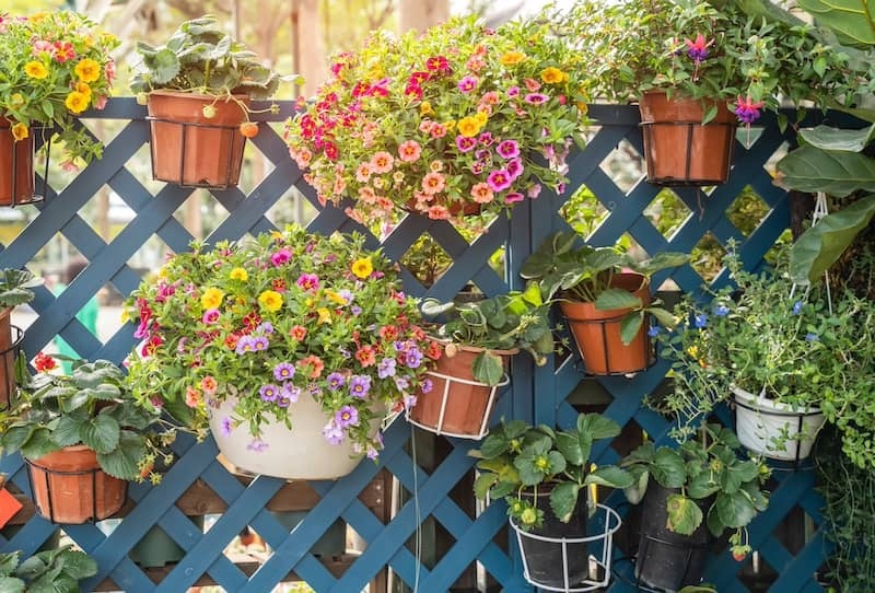 colourful petunia flowers hanging with fence