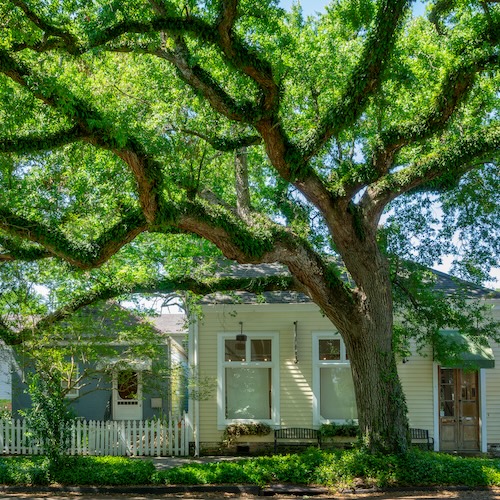 Large house in New Orleans with a mossy tree in the foreground.