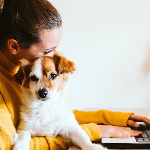 Image of a woman sitting in a yellow chair, with a dog in her lap, working on a laptop.