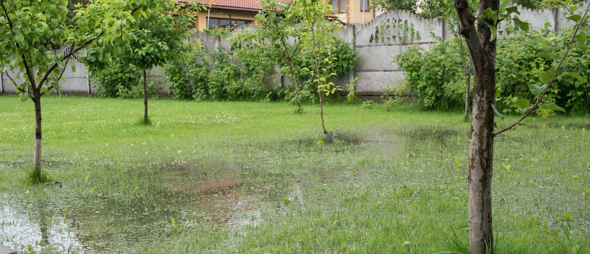 RHB Assets From IGX: Flooding in a garden with waterlogged plants