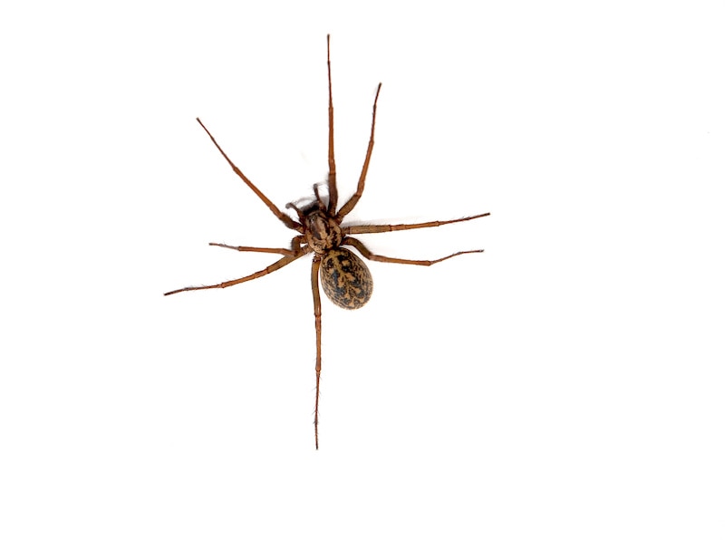 RHB Assets From IGX: Close-up of a Hobo spider on a neutral background.