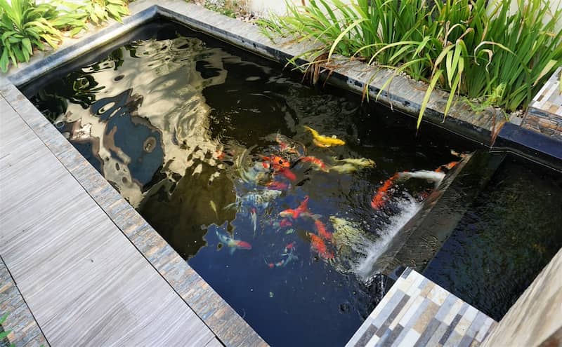 minimalist rectangular shaped koi fish pond