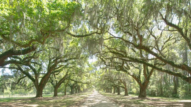 Lush tree-lined street in Mount Pleasant South Carolina.