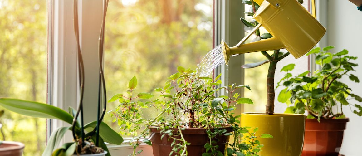 RHB Assets From IGX: Watering plants on a sunny windowsill