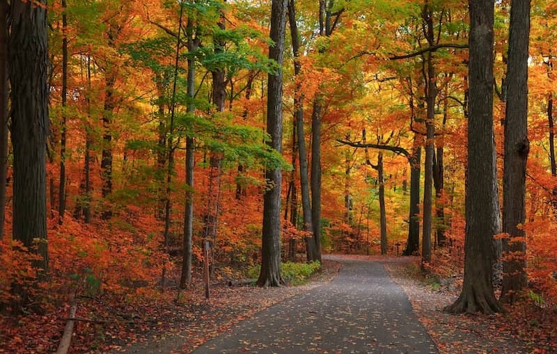 Colorful paved fall walking trail in Novi, Michigan.