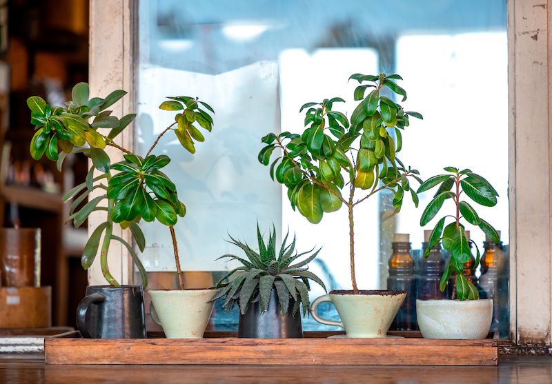 RHB Assets From IGX: Assortment of zebra plant and succulents in decorative pots.