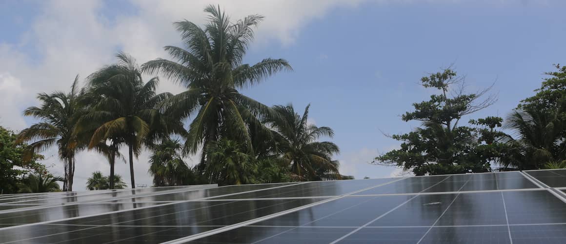 Black solar panels along the coast with multiple palm trees in the background.