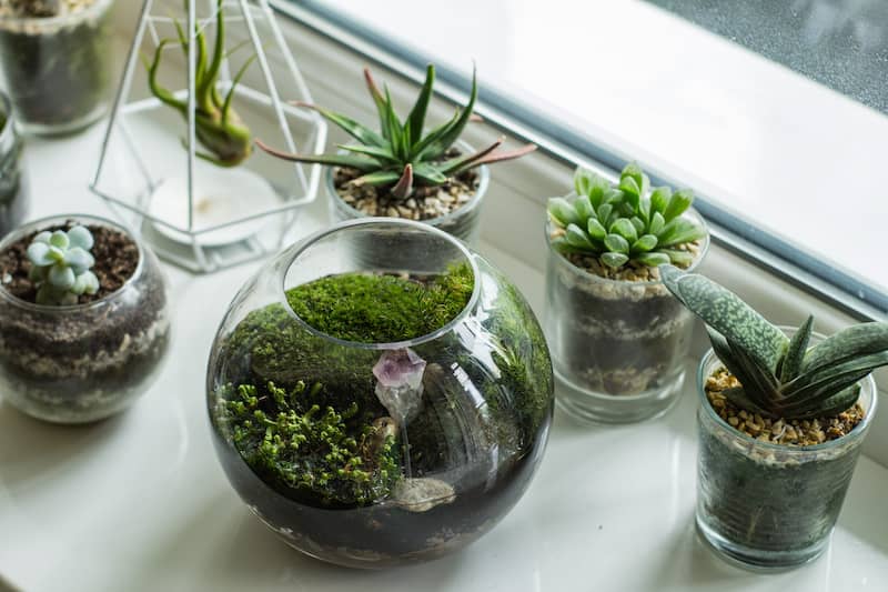 RHB Assets From IGX: Moss terrariums with various shapes and sizes