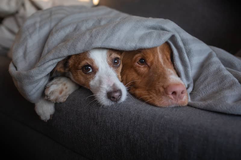 RHB Assets From IGX: Two dogs hiding under blanket