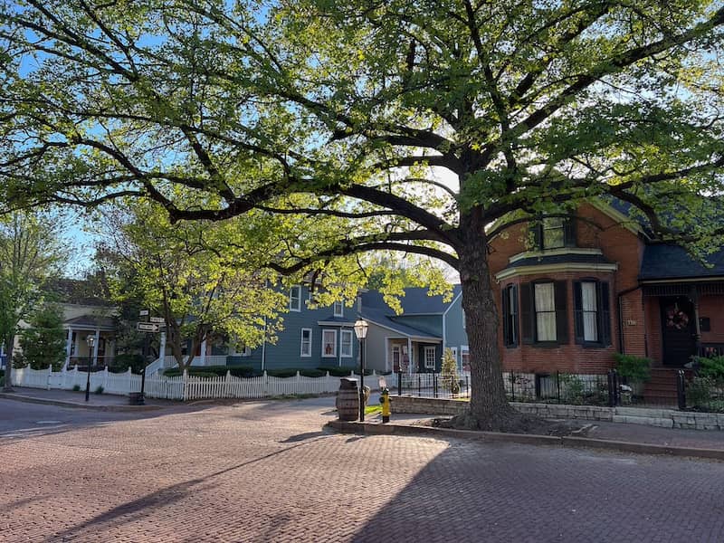 Large tree growing alongside the street and near a building in St. Charles, Missouri.