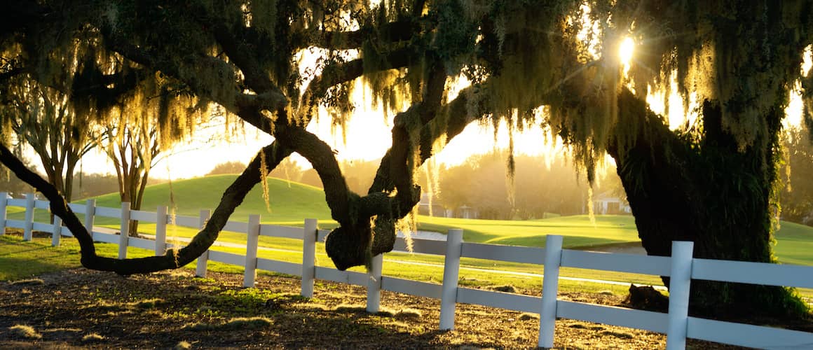 A scenic view of an oak tree near a wooden fence, depicting a serene natural landscape.