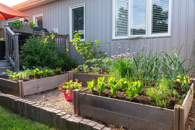 RHB Assets From IGX: A small backyard garden with raised beds and a variety of plants