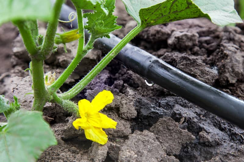 Drip irrigation system featuring a black pipe with watering holes embedded amongst dark bark mulch with garden plants growing over it.