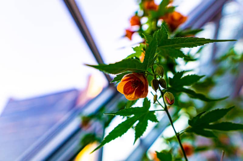 RHB Assets From IGX: Flowering maple plant in a bright, sunlit room