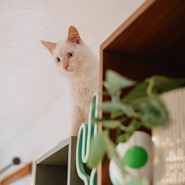 A white cat with blue eyes peers down from the top of a cabinet, with a houseplant and decorative items in the foreground, creating a cozy indoor scene.