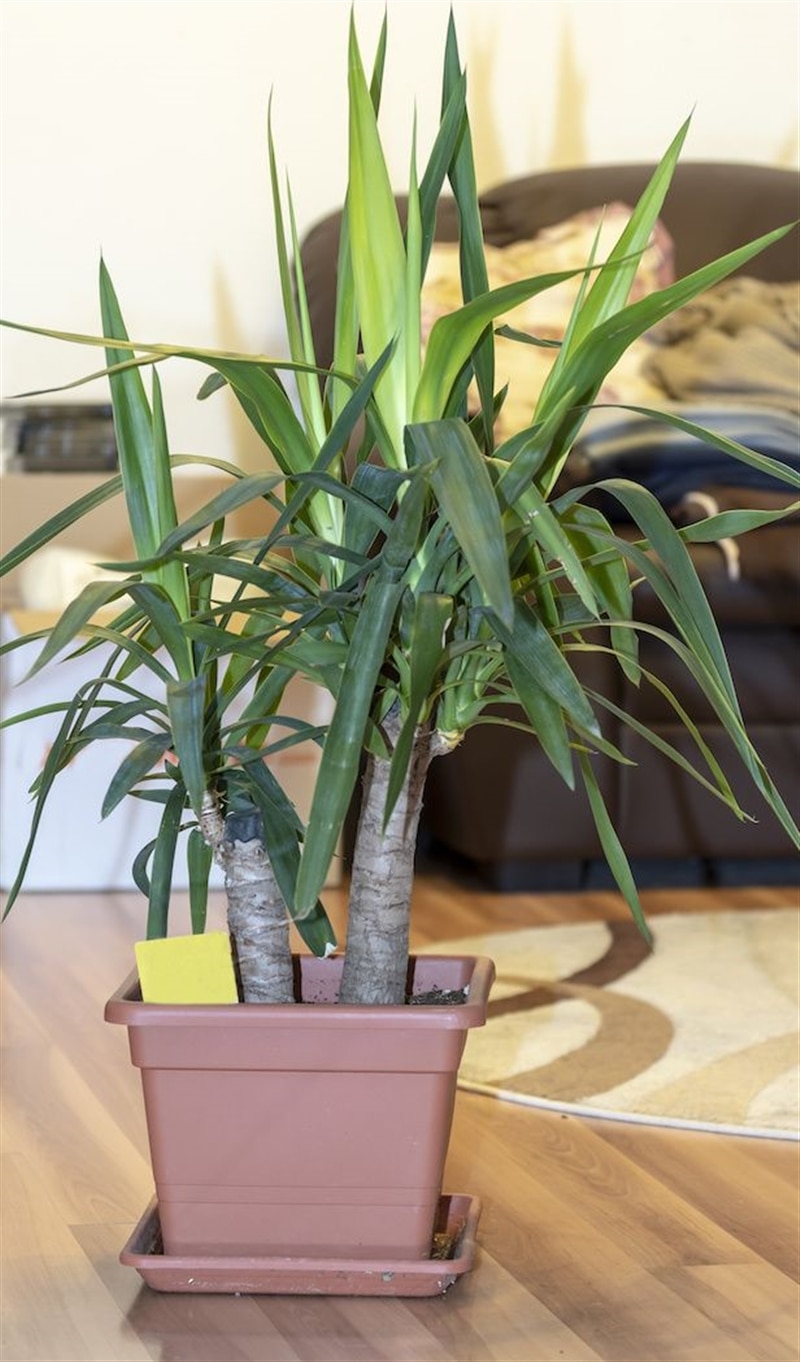 RHB Assets From IGX: Close-up of a healthy yucca plant with green leaves in bright sunlight.