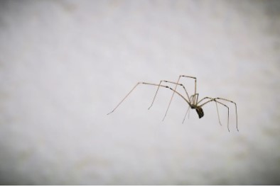 Wolf spider on a stone 