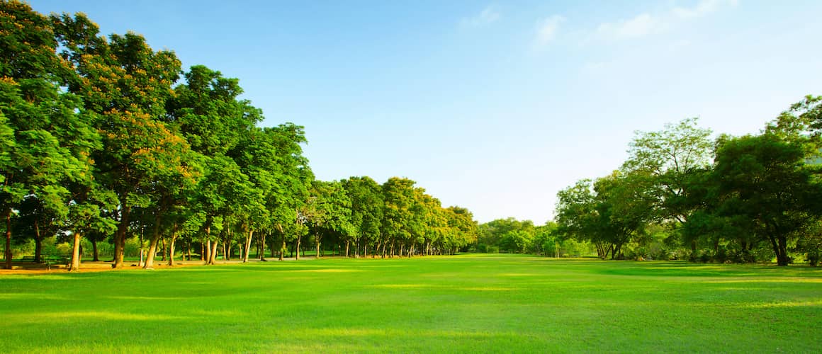 Field of grass surrounded by trees.