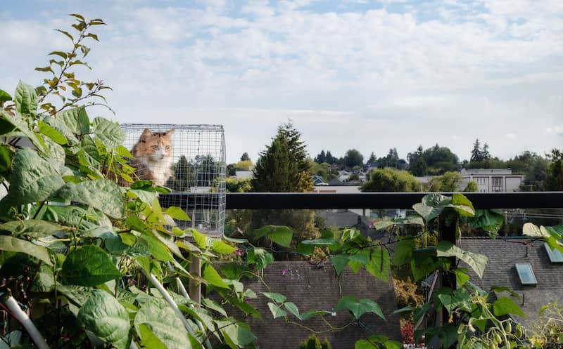 Cat in catio or outdoor enclosure on rooftop patio, overseeing the neighborhood. Cute calico cat sitting in diy elevated outdoor cage behind lush bean plants in roof garden. Selective focus.